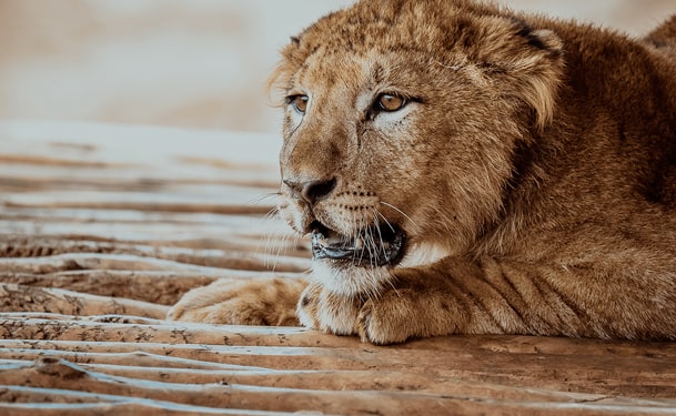 Le jardin zoologique de rabat