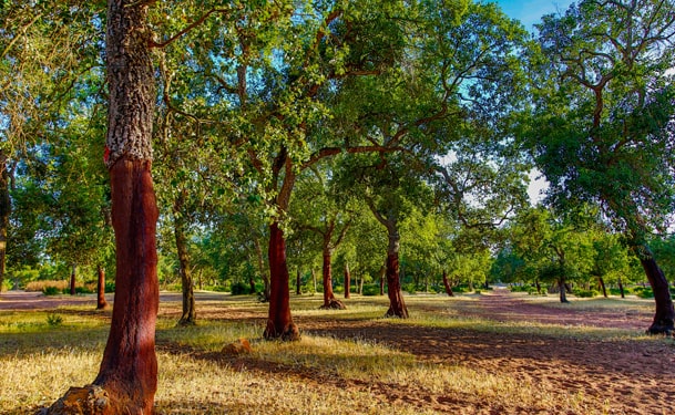 Forêt de la Maamora