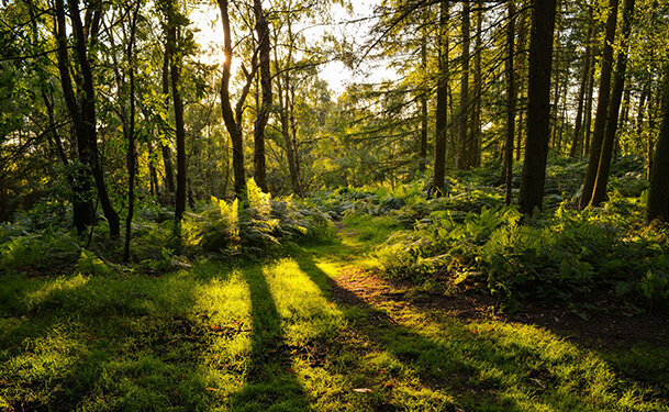 The green belt